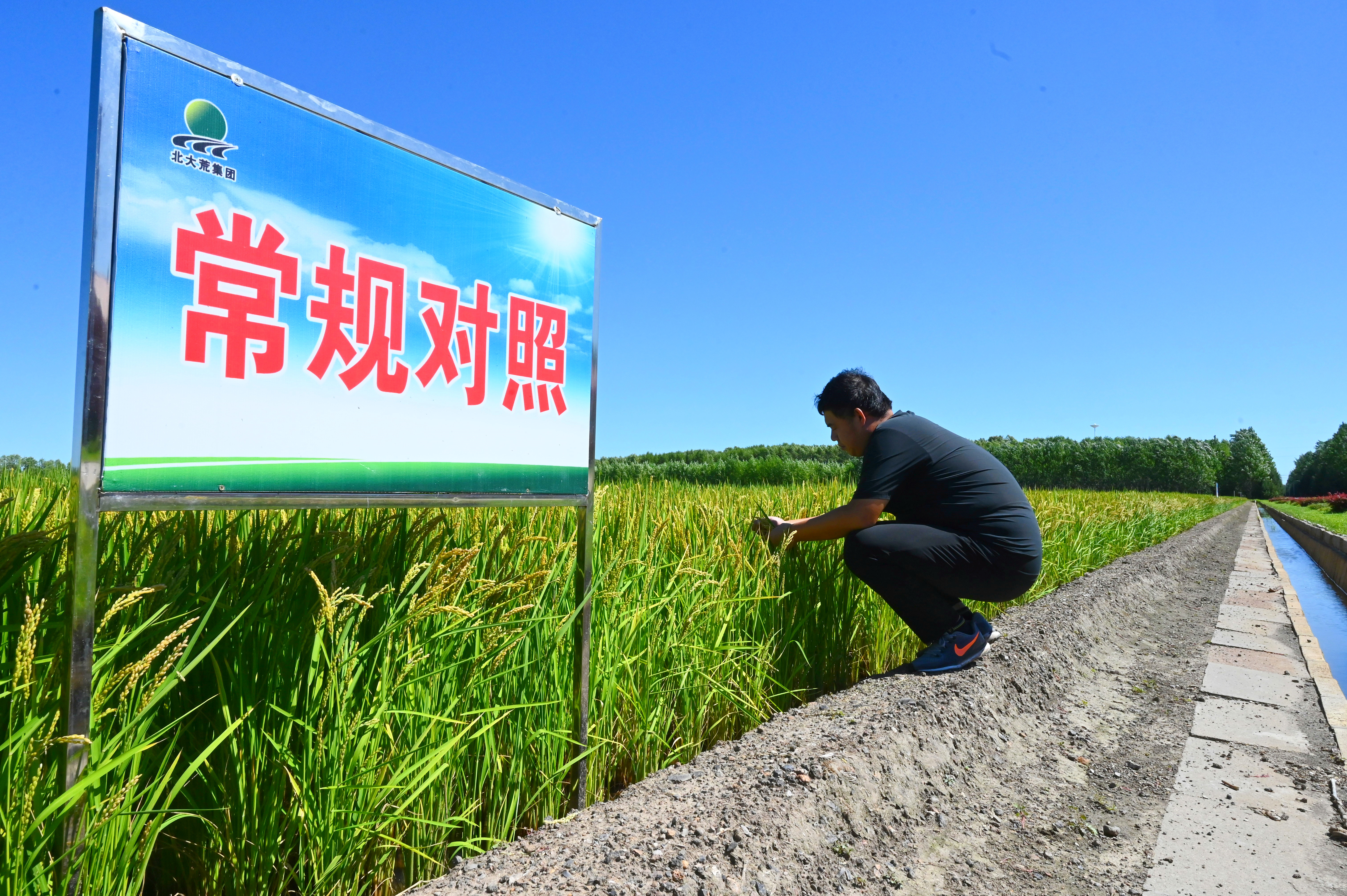 雷火电竞官网 雷火电竞有机肥试验“唤醒”黑土活力(图3)