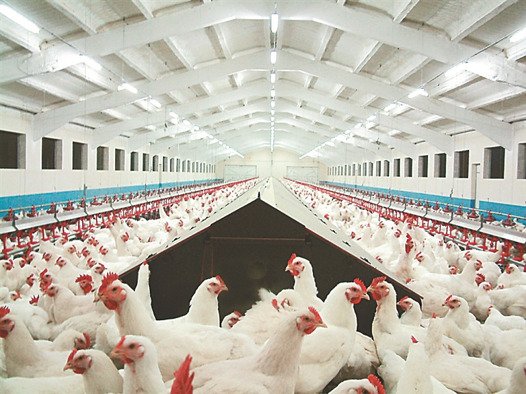 北三峽白羽肉雞飼養場.綏濱肉鵝養殖基地.